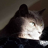 Baxter is registered to the contest to win money with this photo: