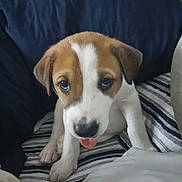 Tinkerbell Lynn is registered to the contest to win money with this photo: puppy, dog, pet, young_dog, brown_and_white, striped_blanket, indoor, couch, pillow, tongue_out, close_up, cute, animal, fur, sitting, looking_up, domestic_animal, companion, small_dog, cozy