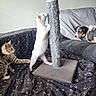 Snowflake joined the competition — help win amazing prizes! white_kitten, tabby_kitten, dog, scratching_post, couch, blanket, indoor, pets, curious, playing, furniture, animal, domestic, fur, claws, resting, watching, cozy, home, companions