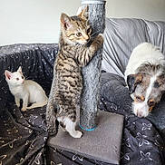Snowflake joined the competition — help win amazing prizes! kitten, cat, dog, scratching_post, living_room, blanket, pet, animal, curious, playful, furniture, couch, indoor, domestic, fur, whiskers, ears, sniffing, sitting, young
