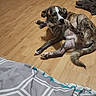 dog, brindle, scratching, floor, wooden_floor, pet, indoor, paw, fur, tail, blanket, patterned_blanket, relaxed, animal, canine, domestic, living_room, cozy, resting, playful