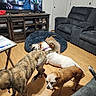 dog, dogs, living_room, wood_floor, dog_bed, sofa, recliner, media_console, television, table, brown_dog, white_dog, brindle_dog, small_dog, pet, indoor, home, furniture, playful, canine