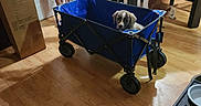 Saint Chief joined the competition — help win amazing prizes! man, dog, puppy, wagon, indoor, kitchen, wooden_floor, table, chair, food_bowl, pet_food, box, bottle, tablecloth, casual, smile, pet, home, floor, container