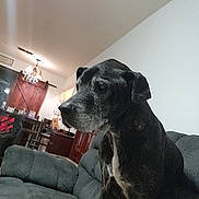 Deisel Stripe joined the competition — help win amazing prizes! dog, black_dog, couch, living_room, furniture, indoor, pet, canine, seated, gray_hair, domestic_animal, animal, wooden_furniture, lamp, chandelier, table, home, relaxed, quiet, room