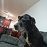 dog, black_dog, couch, living_room, furniture, indoor, pet, canine, seated, gray_hair, domestic_animal, animal, wooden_furniture, lamp, chandelier, table, home, relaxed, quiet, room