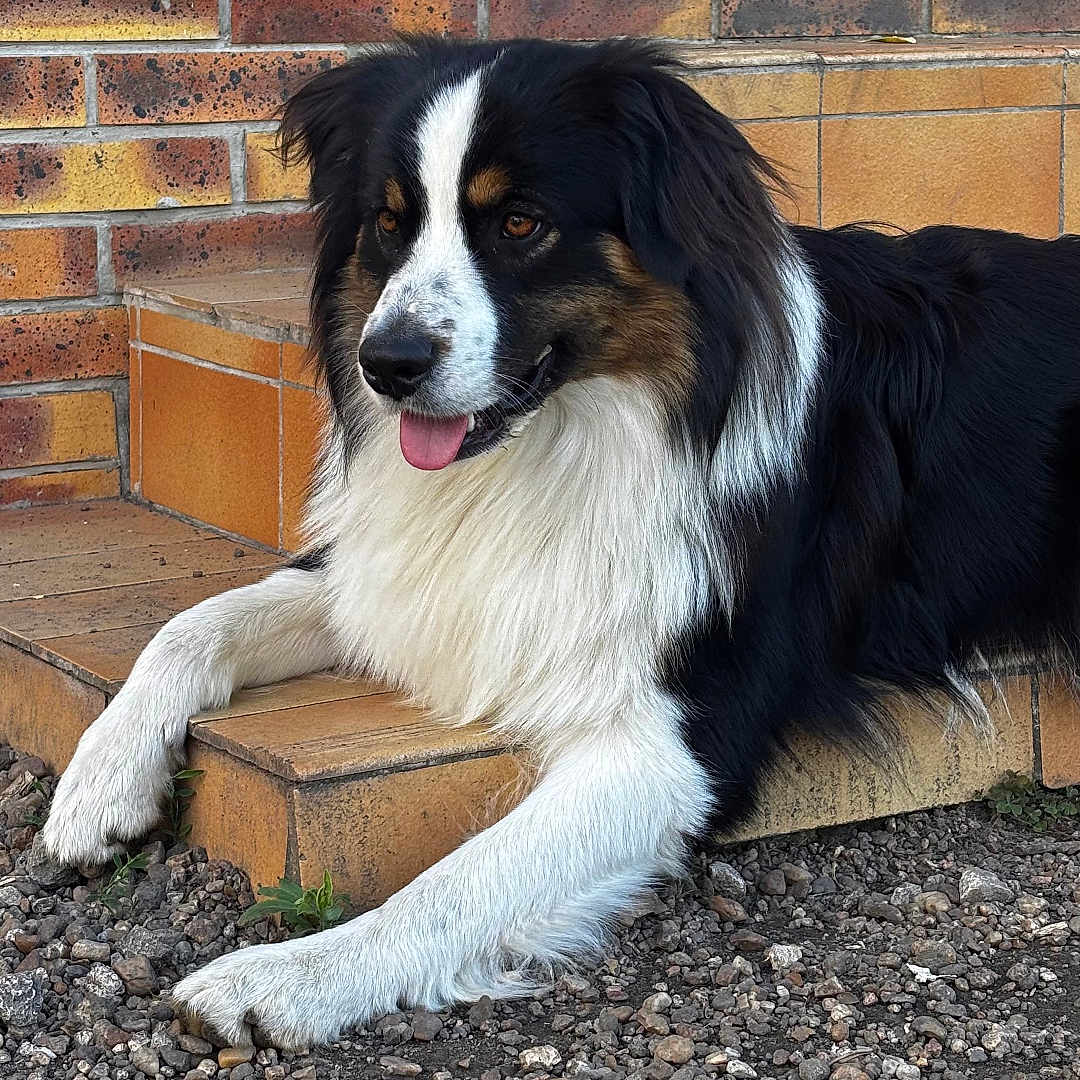 Archi a rejoint le concours — aidez-le/la à gagner de superbes lots ! dog, canine, tricolor, black_and_white, brown, long_hair, floppy_ears, tongue_out, happy, lying_down, portrait, outdoor, brick_steps, brick_wall, gravel, house, window, relaxed, pet, animal