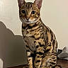 Indigo joined the competition — help win amazing prizes! bengal_cat, cat, feline, pet, indoor, animal, striped_fur, spotted_fur, wooden_surface, shadow, ears, eyes, whiskers, tail, sitting, domestic_animal, curious, alert, fur_pattern, portrait