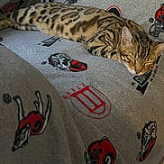 Indigo joined the competition — help win amazing prizes! cat, bengal_cat, sleeping, couch, blanket, patterned_fur, indoor, resting, feline, pet, cozy, relaxed, animal, mammal, whiskers, ears, striped, spotted, soft_fur, home