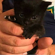 Adam is registered to the contest to win money with this photo: kitten, black_cat, hands, cute, pet, animal, feline, claws, tiny, young, closeup, indoor, human, holding, fingers, domestic_cat, fur, eyes, paw, cuddly