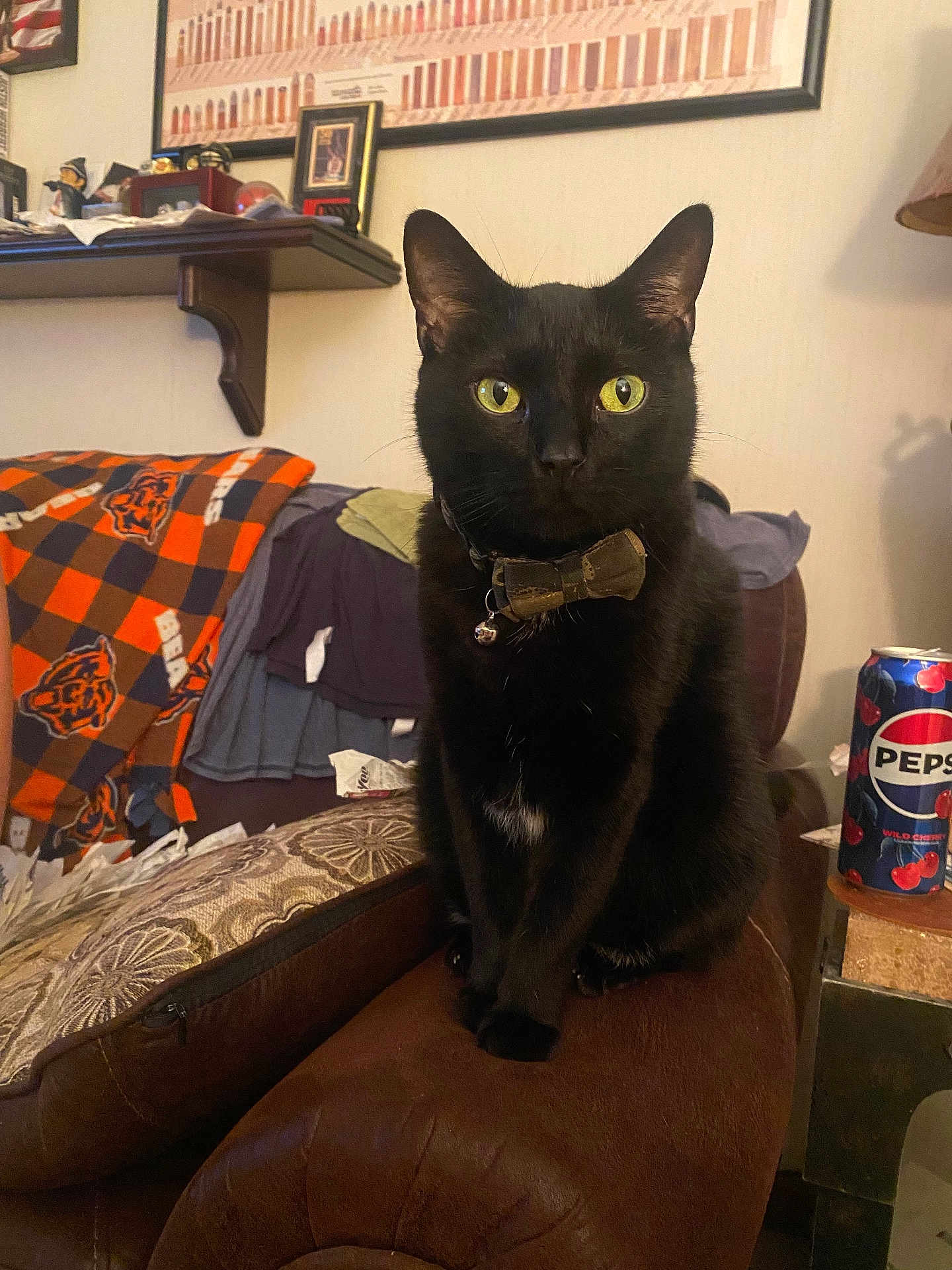 Adam joined the competition — help win amazing prizes! black_cat, cat, bow_tie, yellow_eyes, leather_chair, blanket, framed_picture, shelf, can, pepsi_can, living_room, furniture, decor, indoor, pet, domestic_animal, animal, sitting, close_up, clutter