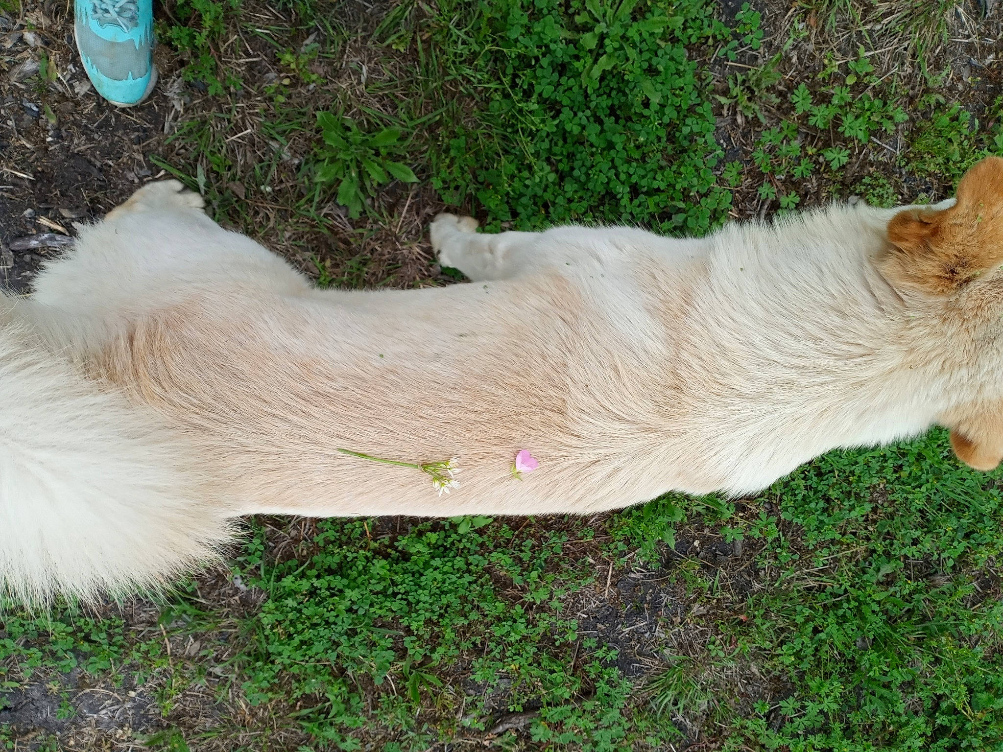 Dj Newton joined the competition — help win amazing prizes! canidae, carnivore, dog, dog_breed, fawn, fur, sporting_group, tail