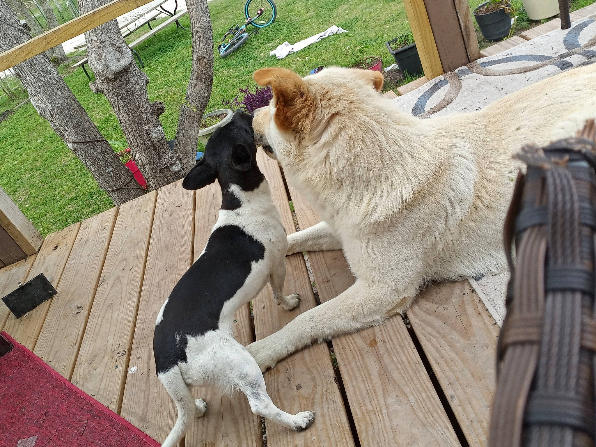 Dj Newton joined the competition — help win amazing prizes! canidae, carnivore, central_asian_shepherd_dog, dog, dog_breed, fawn, guard_dog, karakachan_dog, landseer, livestock_guardian_dog, mammal, moscow_watchdog, pyrenean_mastiff, sporting_group, tail, tornjak, vertebrate