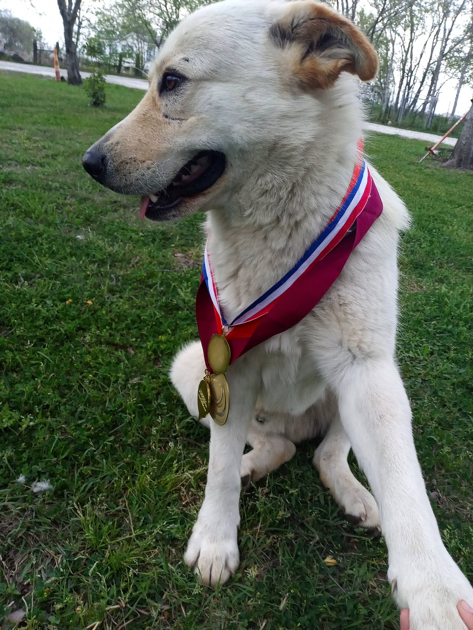 Dj Newton joined the competition — help win amazing prizes! canidae, carnivore, companion_dog, dog, dog_breed, dog_collar, fawn, grass, mammal, rare_breed_dog, snout, sporting_group, vertebrate