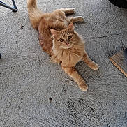 Garfield Fuzzy Butt joined the competition — help win amazing prizes! cat, ginger_cat, fluffy, feline, pet, orange_fur, whiskers, tail, paw, concrete_floor, porch, pavement_texture, vehicle_tire, looking_up, relaxed, curious, domestic_cat, closeup, outdoor, groomed