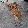 cat, ginger_cat, fluffy, feline, pet, orange_fur, whiskers, tail, paw, concrete_floor, porch, pavement_texture, vehicle_tire, looking_up, relaxed, curious, domestic_cat, closeup, outdoor, groomed