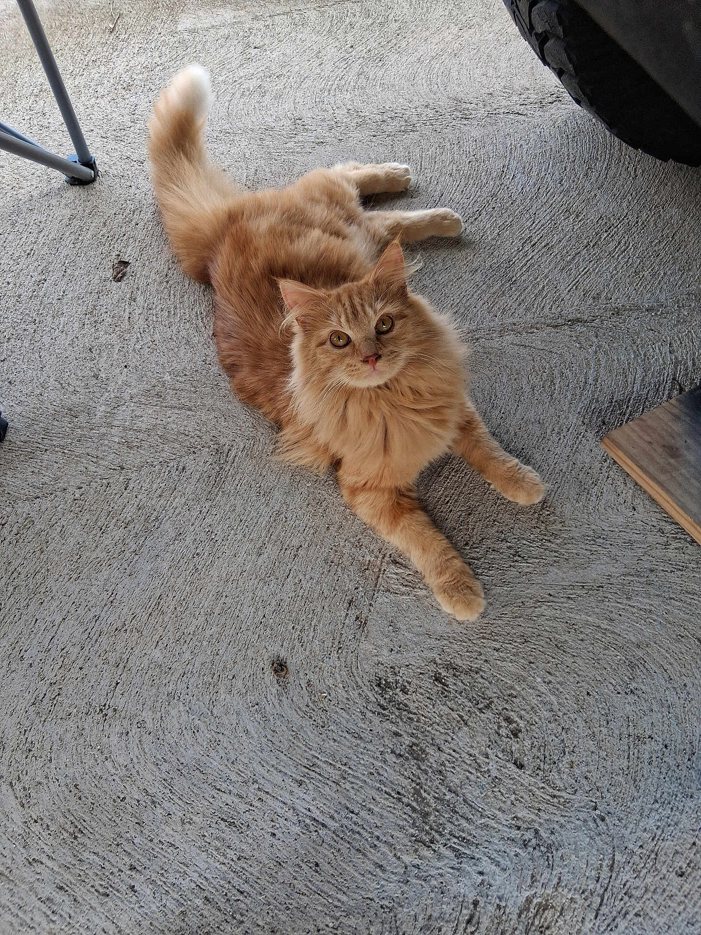 Garfield Fuzzy Butt joined the competition — help win amazing prizes! cat, ginger_cat, fluffy, feline, pet, orange_fur, whiskers, tail, paw, concrete_floor, porch, pavement_texture, vehicle_tire, looking_up, relaxed, curious, domestic_cat, closeup, outdoor, groomed