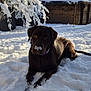 dog, labrador, snow, outdoor, pet, winter, animal, canine, snowy_nose, yard, tree, sunlight, cold, playful, fur, nature, house, relaxing, daytime, backyard