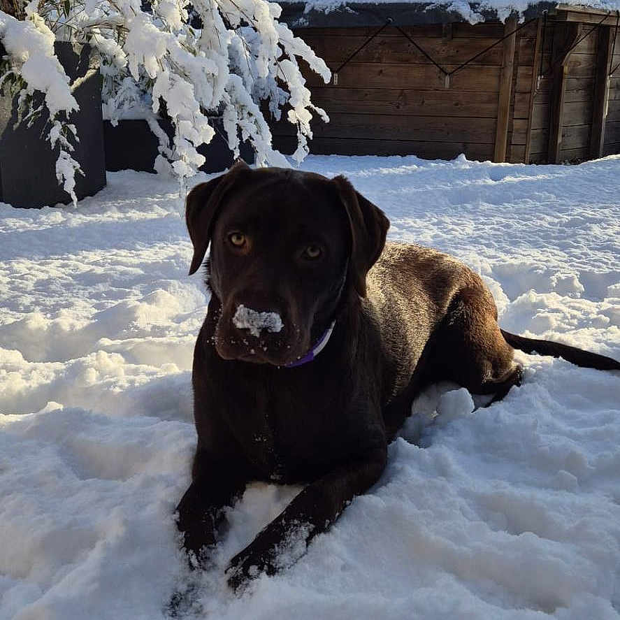 Jinjer a rejoint le concours — aidez-le/la à gagner de superbes lots ! animal, backyard, canine, cold, daytime, dog, fur, house, labrador, nature, outdoor, pet, playful, relaxing, snow, snowy_nose, sunlight, tree, winter, yard