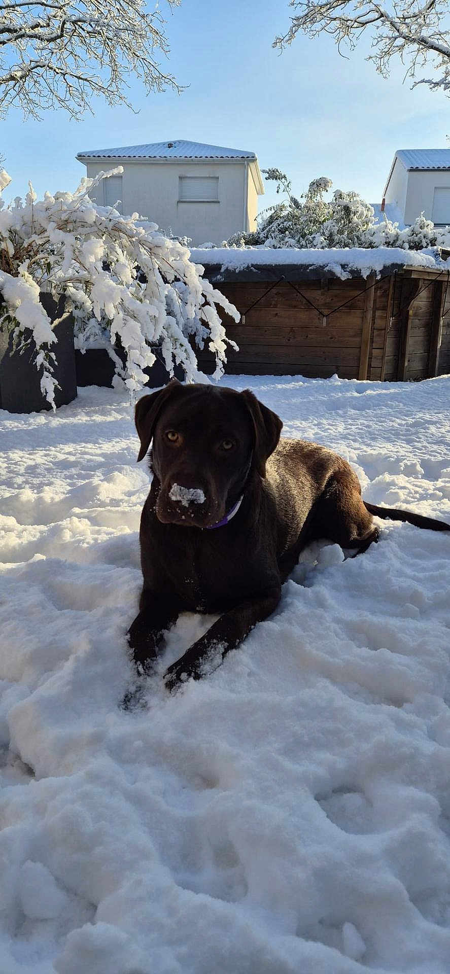 Jinjer a rejoint le concours — aidez-le/la à gagner de superbes lots ! dog, labrador, snow, outdoor, pet, winter, animal, canine, snowy_nose, yard, tree, sunlight, cold, playful, fur, nature, house, relaxing, daytime, backyard
