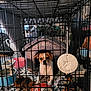 adult, animal, architecture, beagle, box, building, canine, den, dog, doghouse, hound, indoors, kennel, male, man, outdoors, person, pet, pug, puppy