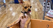 Caramelo is registered to the contest to win money with this photo: aisle, animal, attitude, blurred_background, chihuahua, collar, cute, dog, floor, fur, indoor, paw, person, pet, shelf, shopping_cart, small_dog, store, tag, tongue_out