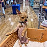 aisle, animal, attitude, blurred_background, chihuahua, collar, cute, dog, floor, fur, indoor, paw, person, pet, shelf, shopping_cart, small_dog, store, tag, tongue_out