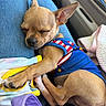 Caramelo is registered to the contest to win money with this photo: animal, blanket, blue_outfit, canine, car_interior, chihuahua, companion, cozy, cute, denim_jeans, dog, furry, lap, nap, pet_clothing, puppy, relaxed, resting, sleeping, small_dog