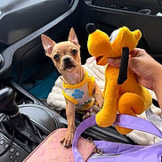 Caramelo is registered to the contest to win money with this photo: accessory, bag, car_door, car_interior, clothing, cute, dog, fabric, hand, leather, pet, photo, pink, plush_toy, puppy, seat, small_dog, toy, wallet, yellow