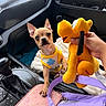 accessory, bag, car_door, car_interior, clothing, cute, dog, fabric, hand, leather, pet, photo, pink, plush_toy, puppy, seat, small_dog, toy, wallet, yellow