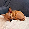 Caramelo joined the competition — help win amazing prizes! animal, blanket, canine, comfort, couch, cozy, cute, dog, fur, fur_texture, indoor, nap, pet, puppy, relaxation, rest, sleeping, small_dog, soft, tan