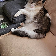 Ash joined the competition — help win amazing prizes! cat, fluffy_cat, long_hair, gray_and_white, pet, animal, couch, sofa, indoor, cozy, relaxing, sitting, lounging, paws, tail, whiskers, pink_nose, furniture, blanket, portrait