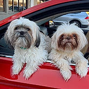 Stazh And Sayde is registered to the contest to win money with this photo: adorable, animal, car, companion, curious, cute, daylight, dog, fluffy_dog, fur, guardians, outdoor, parked_car, pet, pets_in_car, red_car, shaggy, small_dog, two_dogs, window