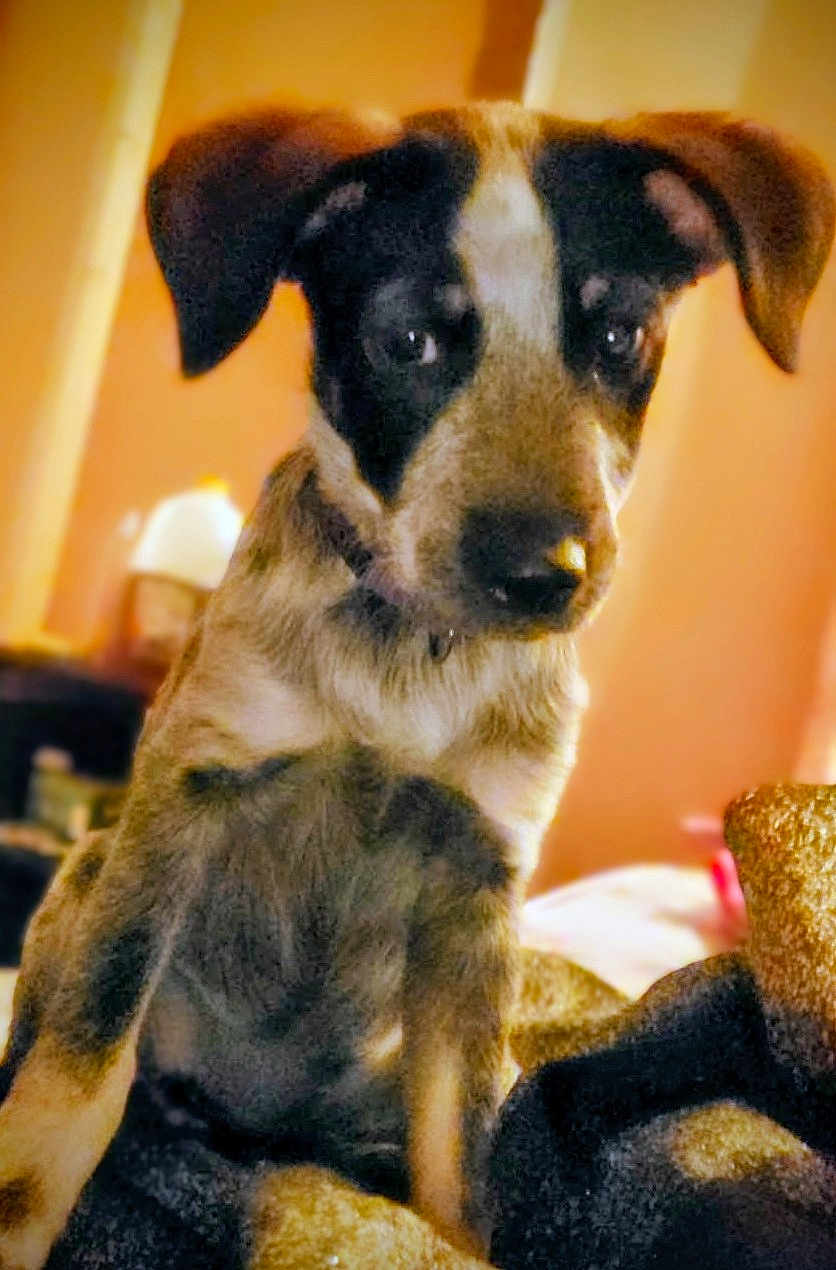 Daisy joined the competition — help win amazing prizes! animal, black, blanket, brown, canine, cozy, curious, cute, dog, domestic, ears, fur, home, indoor, pet, portrait, puppy, sitting, tan, young