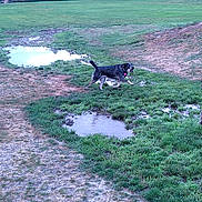 Daisy is registered to the contest to win money with this photo: animal, canine, collar, daylight, dog, fence, field, grass, landscape, mud, nature, open_space, outdoor, park, pet, play, puddle, running, trees, water