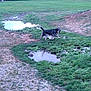 animal, canine, collar, daylight, dog, fence, field, grass, landscape, mud, nature, open_space, outdoor, park, pet, play, puddle, running, trees, water