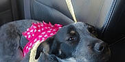 Daisy joined the competition — help win amazing prizes! animal, armrest, black, canine, car, closeup, comfort, dog, gray, head, interior, leather_seat, pet, pink_clothing, portrait, relaxed, resting, seatbelt, shadow, sunlight
