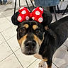dog, pet, indoor, floor, tile, headband, bow, red_bow, polka_dot, black_dog, brown_dog, white_paws, animal, looking_up, curious, ears, face, close_up, furniture, person