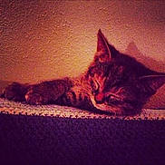 Beckett joined the competition — help win amazing prizes! cat, kitten, sleeping, resting, feline, pet, indoor, cozy, warm_light, textured_surface, paw, fur, whiskers, calm, shadow, wall, cute, animal, relaxation, peaceful