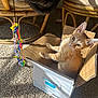 Elphie joined the competition — help win amazing prizes! cat, kitten, cardboard_box, orange_tabby, indoor, sunlight, carpet, wicker_chair, cat_toy, ribbons, curious, pet, feline, playful, cozy, domestic, animal, box, relaxed, home