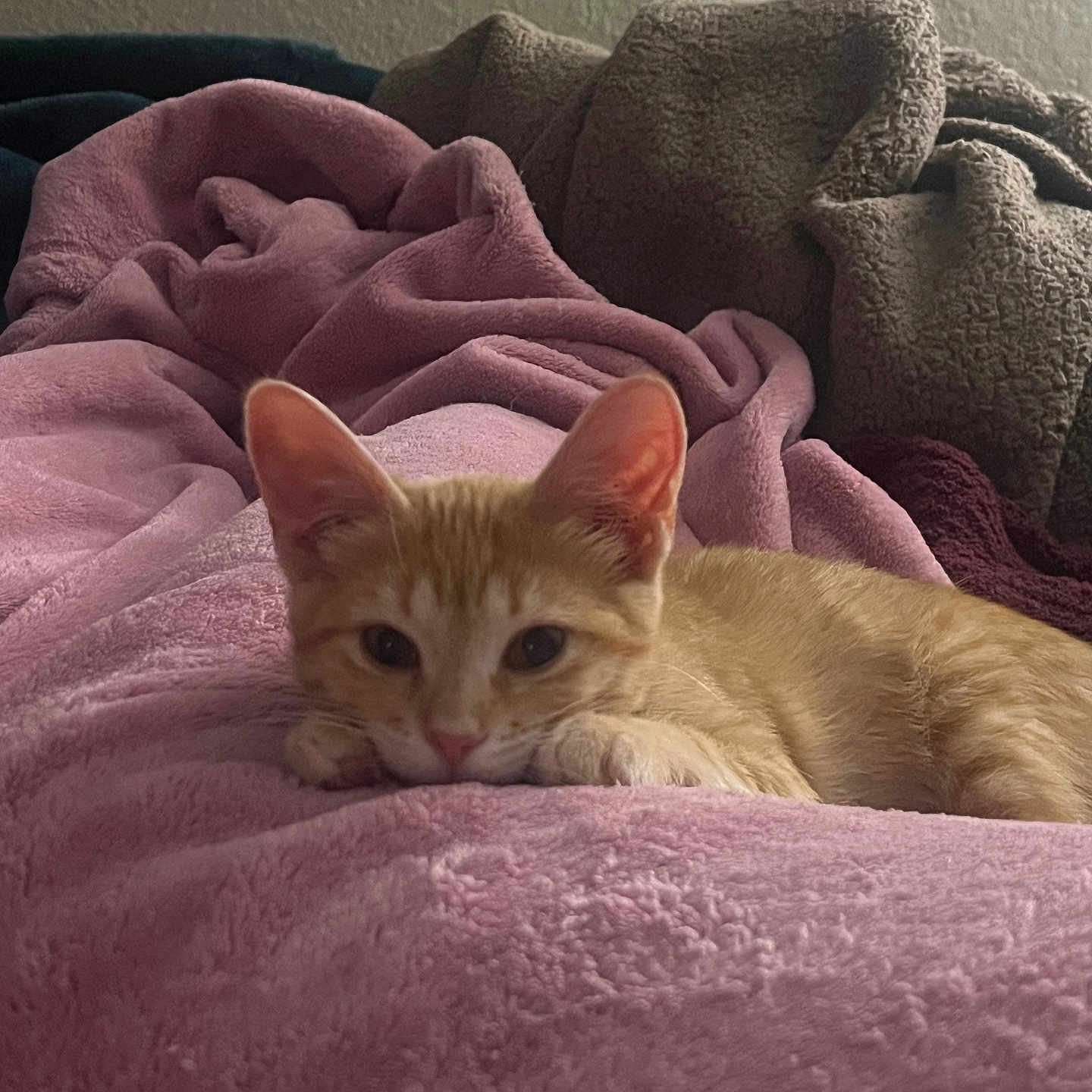 Elphie is registered to the contest to win money with this photo: animal, beige_blanket, blanket, cat, comfortable, cozy, curious, cute, domestic, feline, fur, indoor, kitten, lying_down, orange_tabby, pet, pink_blanket, relaxed, resting, soft_texture