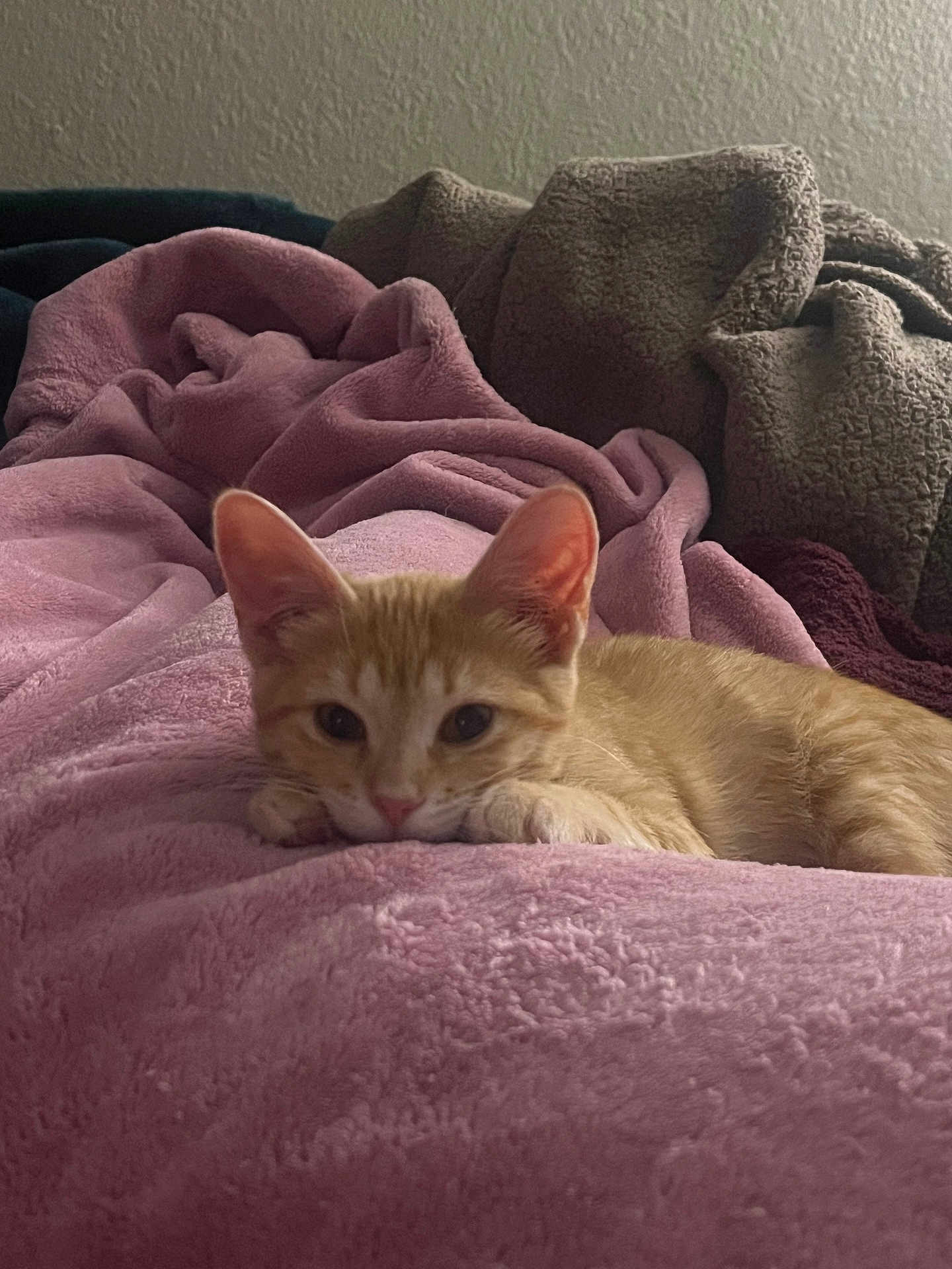 Elphie is registered to the contest to win money with this photo: cat, kitten, orange_tabby, blanket, pink_blanket, beige_blanket, indoor, pet, cute, feline, resting, cozy, fur, animal, soft_texture, lying_down, relaxed, domestic, comfortable, curious
