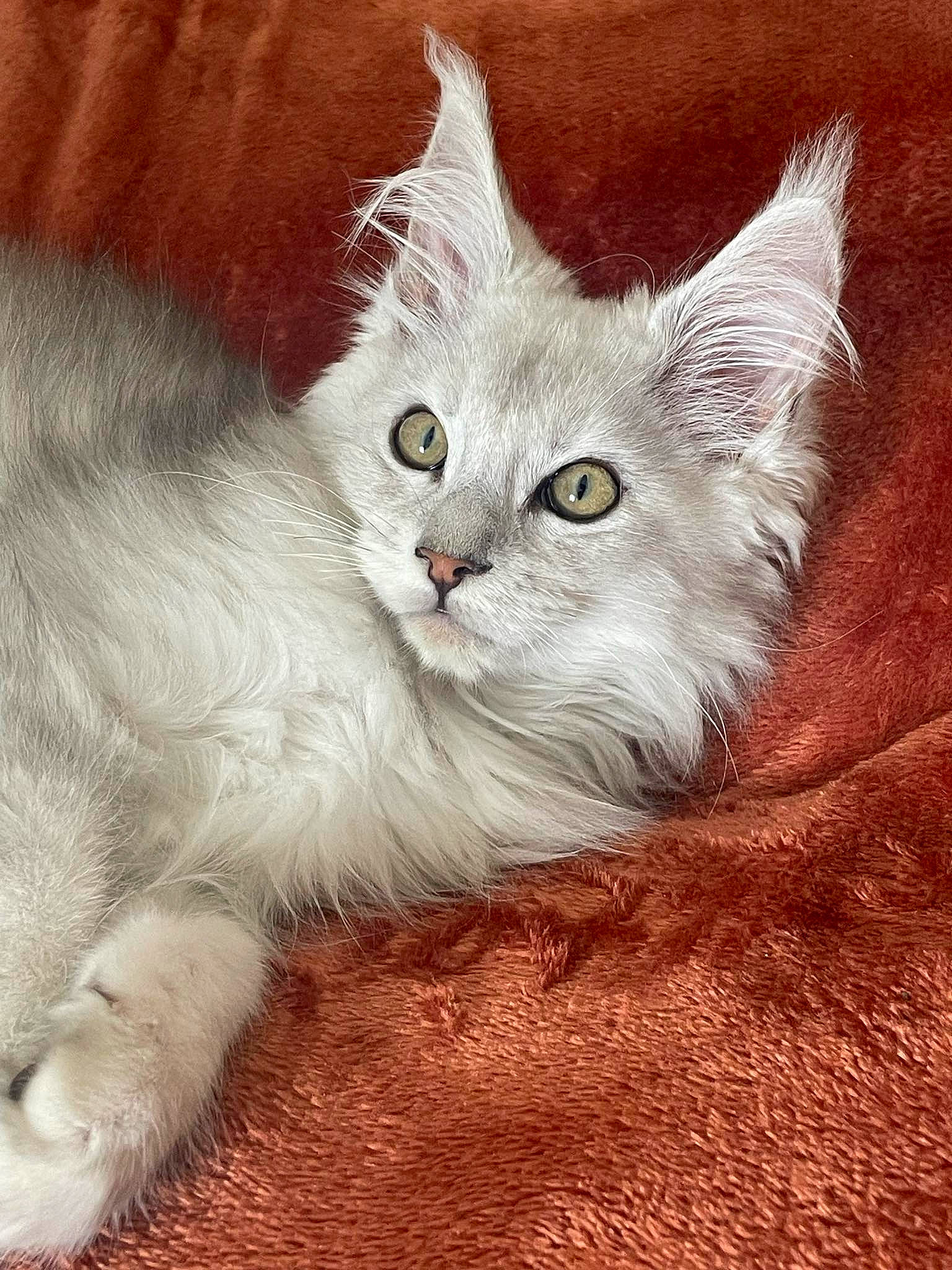 Zeppelin participe au concours pour gagner de l'argent avec cette photo : birman, british_longhair, carnivore, cat, comfort, domestic_short_haired_cat, fawn, felidae, fur, iris, paw, photo_caption, small_to_medium_sized_cats, snout, tail, terrestrial_animal, whiskers
