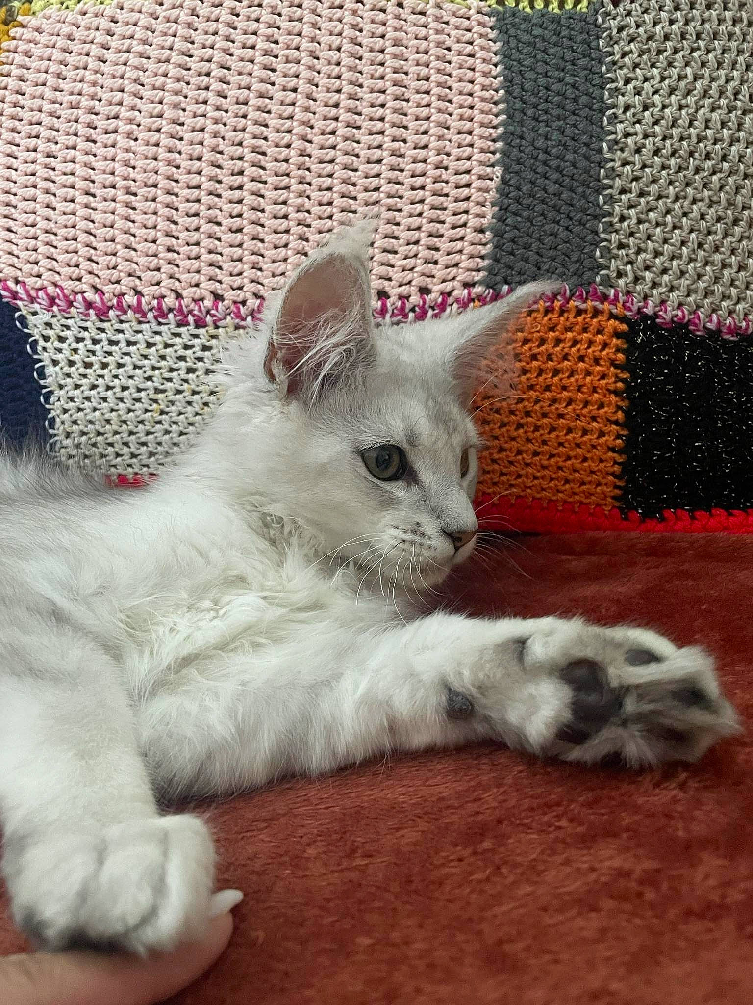 Zeppelin a rejoint le concours — aidez-le/la à gagner de superbes lots ! carnivore, cat, cat_supply, claw, comfort, domestic_short_haired_cat, felidae, fur, grey, linens, mesh, pattern, paw, small_to_medium_sized_cats, snout, tail, terrestrial_animal, whiskers, woven_fabric