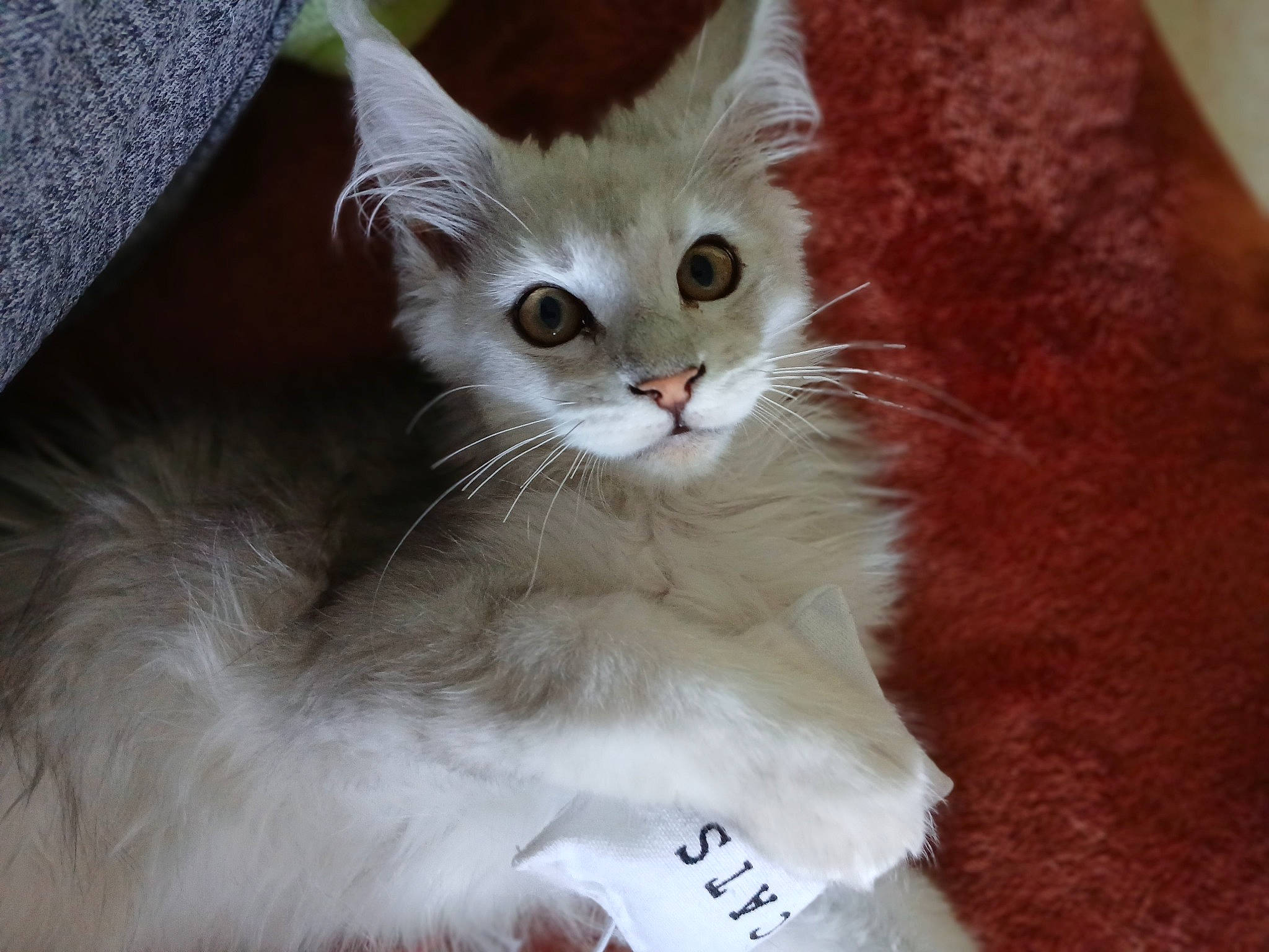 Zeppelin a rejoint le concours — aidez-le/la à gagner de superbes lots ! carnivore, cat, claw, domestic_short_haired_cat, eye, fawn, felidae, fur, paw, small_to_medium_sized_cats, snout, tail, whiskers