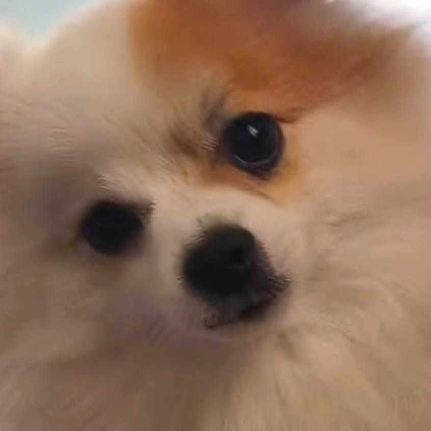 Milo joined the competition — help win amazing prizes! adorable, animal, brown, close_up, companion, cute, dog, domestic_animal, eyes, face, fluffy, friendly, fur, furry, indoor, nose, pet, portrait, small_dog, white