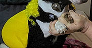Oreo Gaona is registered to the contest to win money with this photo: dog, costume, bee_costume, pet, indoor, bed, blanket, hand, black_and_white_dog, yellow_wings, cute, small_dog, animal, pink_blanket, tattoo, paw, furry, sitting, Halloween, text_overlay