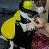 dog, costume, bee_costume, pet, indoor, bed, blanket, hand, black_and_white_dog, yellow_wings, cute, small_dog, animal, pink_blanket, tattoo, paw, furry, sitting, Halloween, text_overlay