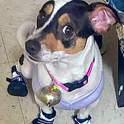 Oreo Gaona joined the competition — help win amazing prizes! dog, pet, booties, collar, bell, indoor, floor, tile, small_dog, black_and_white, brown, white, animal, cute, looking_up, sitting, paw_protection, accessory, companion, domestic_animal