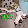 Oreo Gaona joined the competition — help win amazing prizes! dog, sleeping, couch, pillow, stuffed_toy, indoor, pet, relaxed, white_dog, black_spots, blue_collar, clothing, fabric, resting, animal, closeup, domestic_animal, furniture, soft_toys, text_overlay