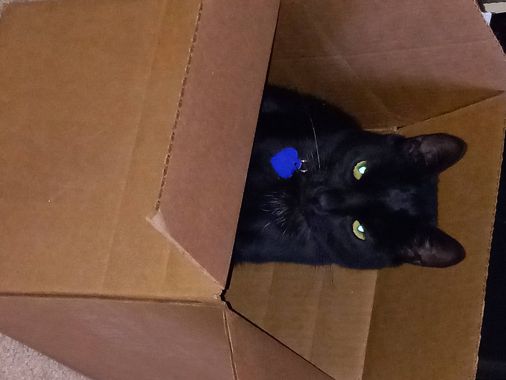 Jack is registered to the contest to win money with this photo: black_cat, bombay, box, brown, cardboard, carnivore, carton, cat, domestic_short_haired_cat, electric_blue, felidae, fur, hardwood, packaging_and_labeling, packing_materials, paper_product, shipping_box, small_to_medium_sized_cats, whiskers, wood